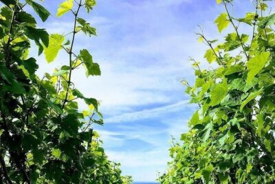 Champagne Lamiable: Stroll and taste in the Grand Cru Champagne vineyard