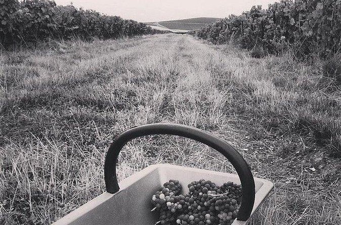 Champagne Lamiable: Stroll and taste in the Grand Cru Champagne vineyard - Getting to the meeting point