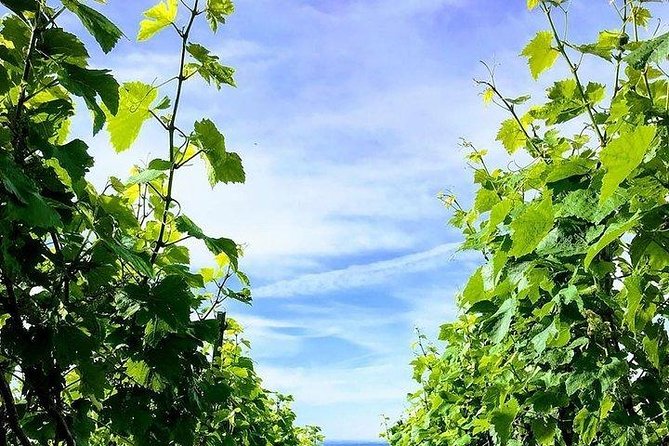 Champagne Lamiable: Stroll and taste in the Grand Cru Champagne vineyard - Walking through the Grand Cru vineyard