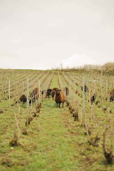 Champagne Vineyard Experience: Delve into the terroir - Down into the historic cellar