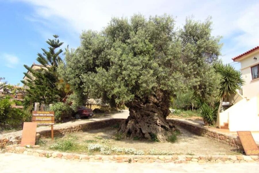 Chania Area: Food Tasting Tour with Winery Visit - Why this tour works for a first taste of Crete