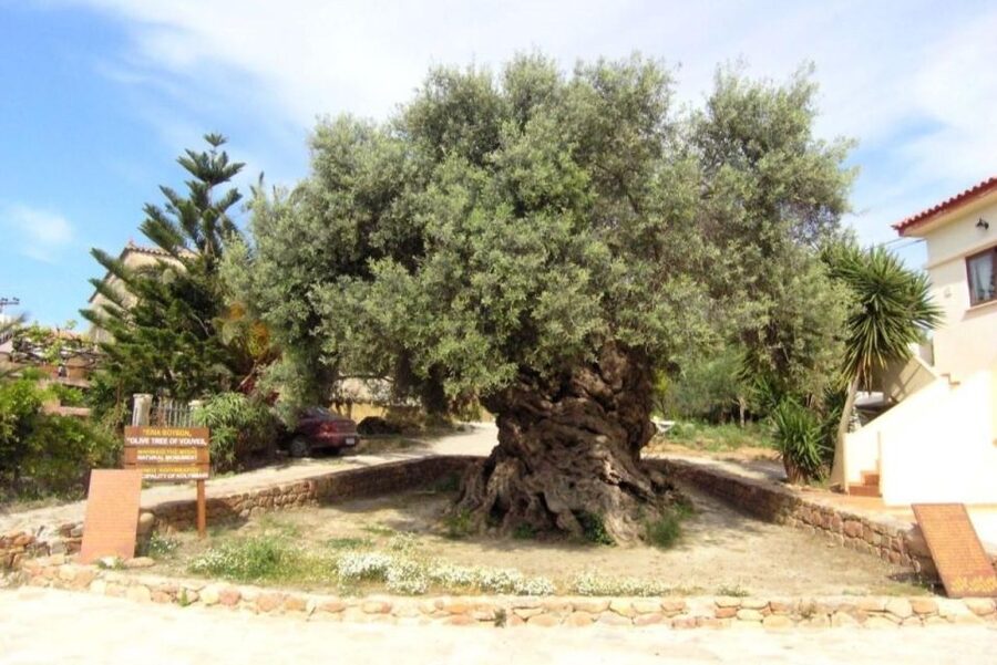 Chania Area: Food Tasting Tour with Winery Visit - The return ride and the practical shape of the day