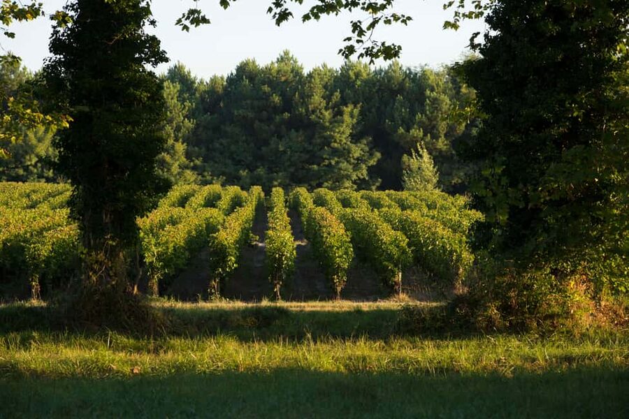 Château Olivier: One Hour Vineyard Tour with Wine Tasting - Why the De Bethmann Family Story Matters