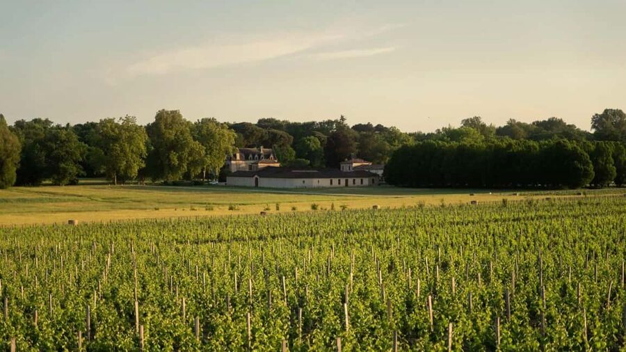 Château Olivier: One Hour Vineyard Tour with Wine Tasting - Who Will Enjoy This Château Olivier Visit?