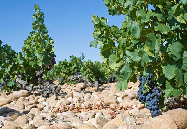 Châteauneuf Du Pape intensive vineyard & fine wine experience - Key points to know before booking