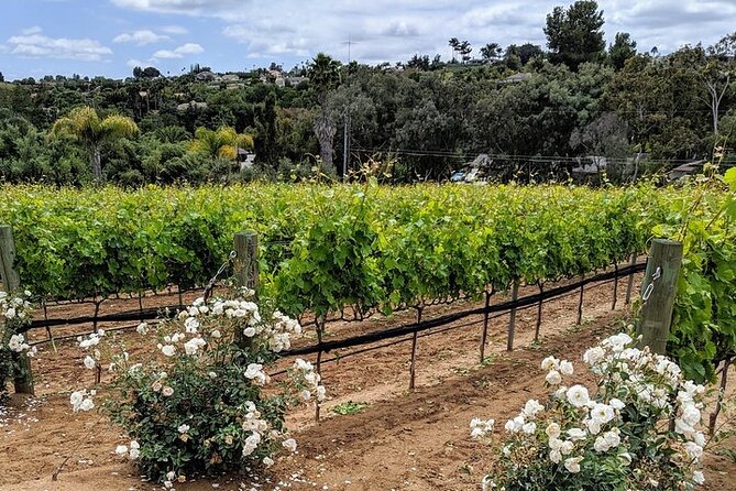 Chauffeured Adventure to Local San Diego Vineyards - Why the guide matters so much