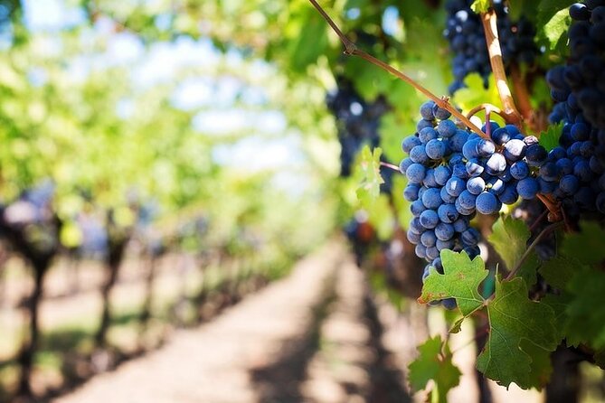 Chauffeured Adventure to Local San Diego Vineyards - Who will enjoy this most