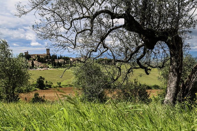 Chianti Delights: A Tale Of Two Wineries With A Vineyard Dinner - Who will enjoy this evening most
