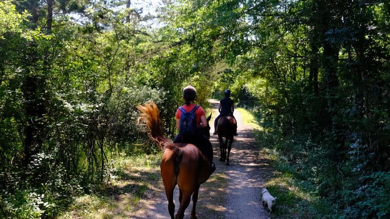 Chianti: Horseback Riding Through Vineyards and Woods - Getting matched with the right horse and pace
