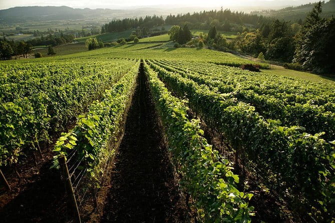 Chianti Vineyards Tours in Private Luxury Van from Florence - San Casciano and the Small Estate Feel