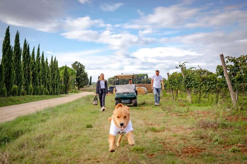 Classic: Vineyard Golf Cart Tour & Wine Tasting and Lunch - Riding Through Poggio ai Laghi’s Vineyards