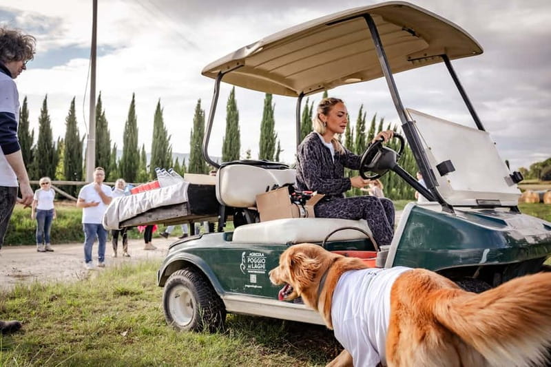 Classic: Vineyard Golf Cart Tour & Wine Tasting and Lunch - Five Wines, From Sparkling to Super Tuscan