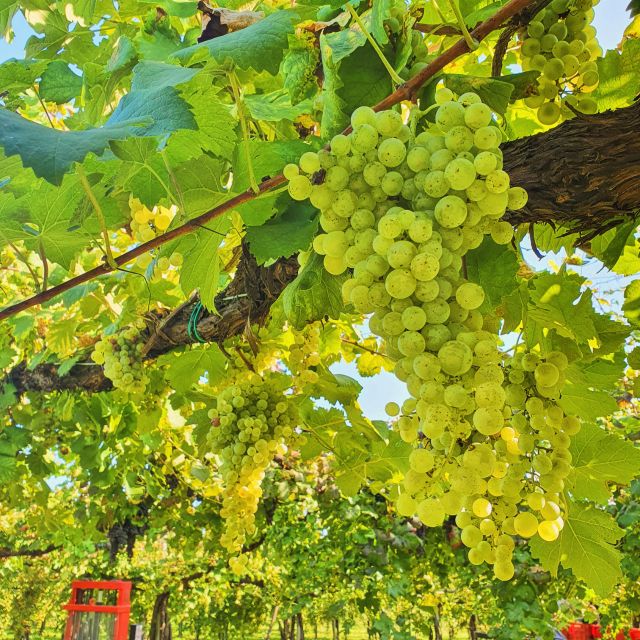Conegliano: Prosecco Hills and Vineyards tour - Value at $34 per person