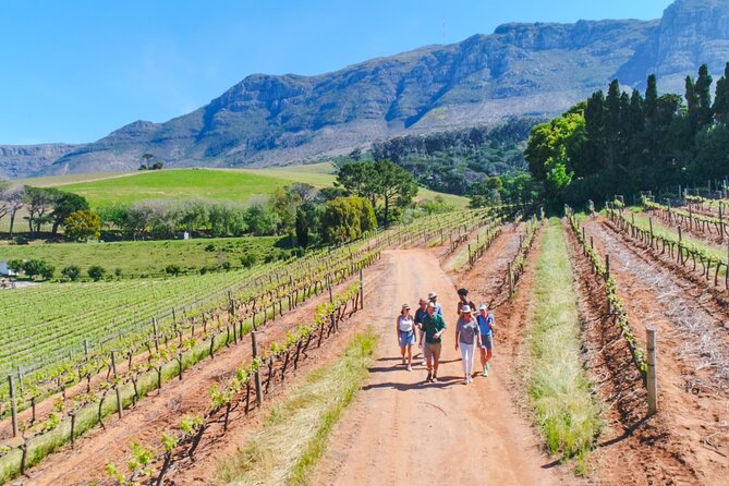 Constantia Wine Walk Storytelling Vineyard Tour with Lunch - The best reasons to book this walk