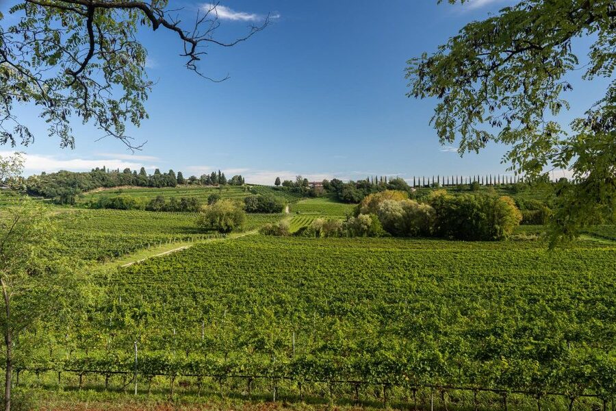 Custoza: Organic Wine Tasting with Vineyard and Cellar Tour - Key Points to Know Before You Go