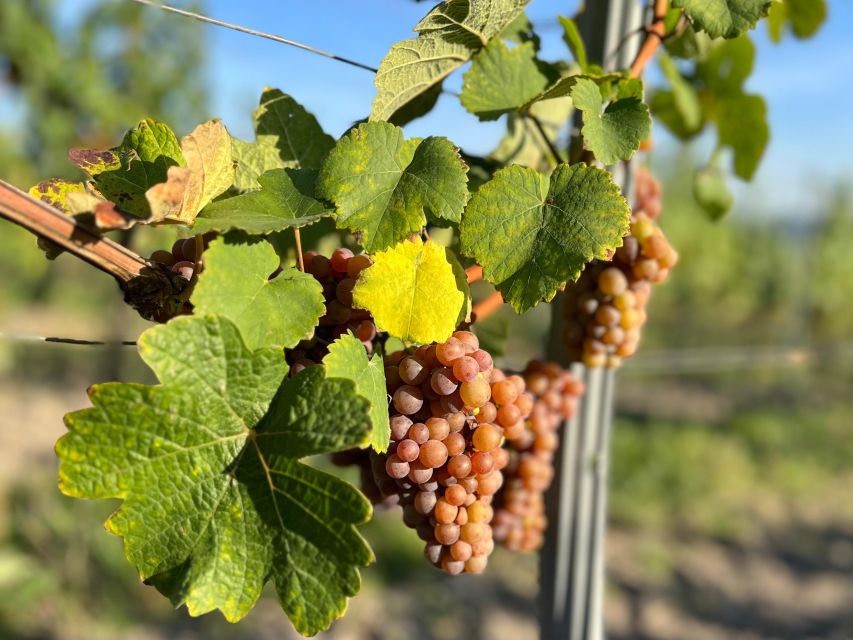 Czech Vineyards and Wine Tasting 4WD Tour with Lunch - Tasting Czech wine at the boutique winery