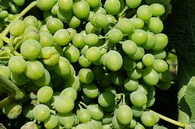 Dão Wine Region: Portuguese version on Bordeaux - At the first Dão wine stop