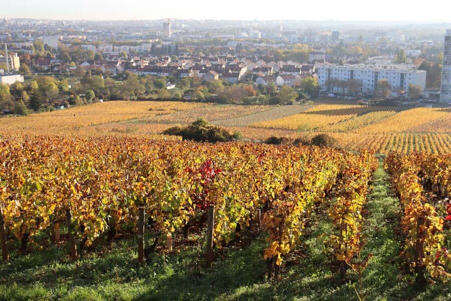Dijon: Walking tour of the metropolitan vineyards - Walking through the Domaine du Vieux Collège