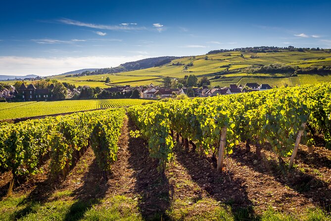 Dijon Wine Tour Côte de Nuits and Côte de Beaune Vineyards - Why this Burgundy day works