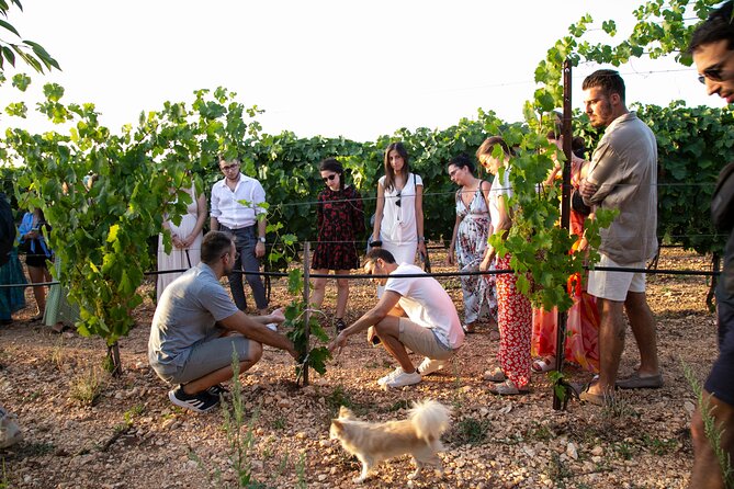 Dinner in the vineyard with wine tasting and walk - A vineyard evening near Martina Franca