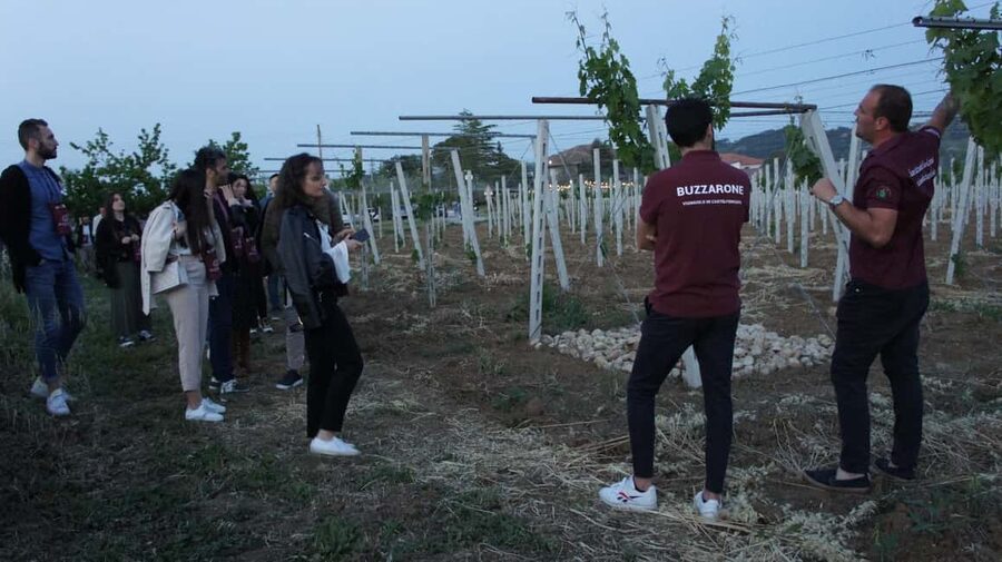 Discover Abruzzo and Castelferrato: Visit Vineyards and Wine Tasting - Following the Grapes Into the Winery