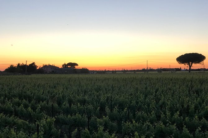 Discovering the Bolgheri vineyards and tasting local products - A family winery with a modern touch