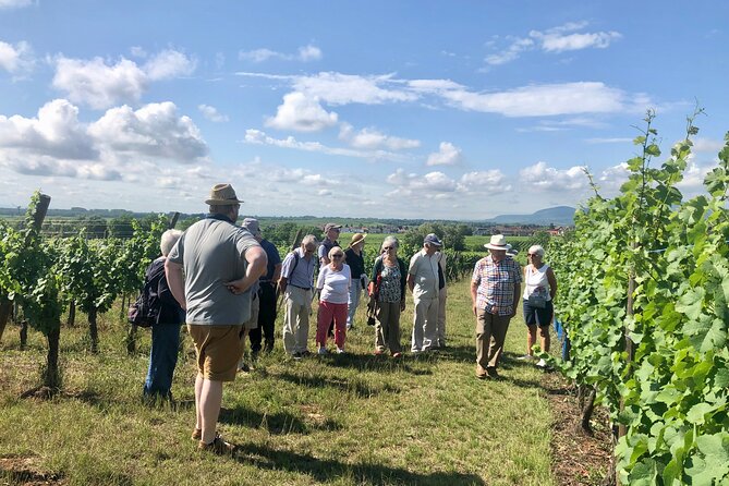 Discovery Vineyard - Starting at Domaine Specht in Mittelwihr