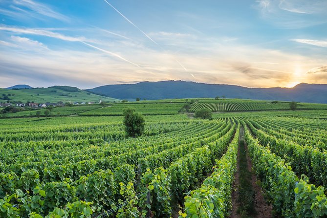 Discovery Vineyard - Walking the Grand Cru Mandelberg Vineyards