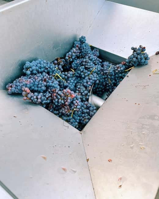 Domodossola: Savor Wines & Local Treats in a Scenic Vineyard - Practical advice for a better visit