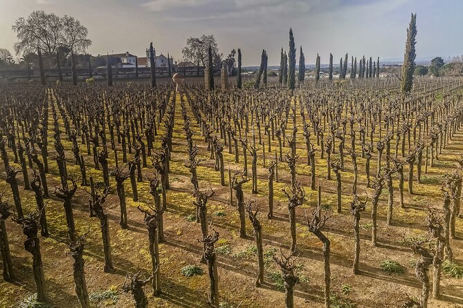 Douro Valley Private Day Trip from Lisbon: Vineyards & River View - How demanding is the day?