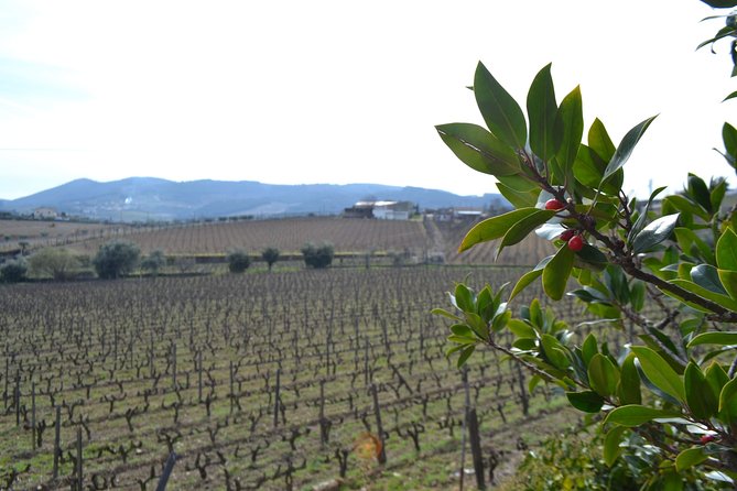 Douro Valley Tour: 2 Vineyard Visits, River Cruise, Winery Lunch - The guides make a real difference