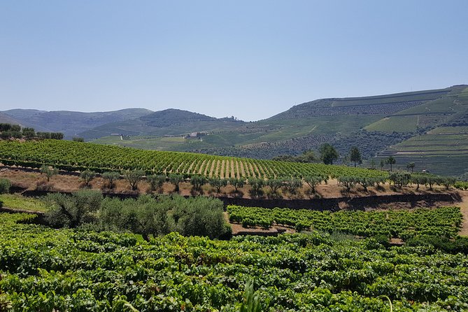 Douro Valley Wine Tour: 3 Vineyard Visits, Wine Tastings, Lunch - Pinhão views and the late lunch