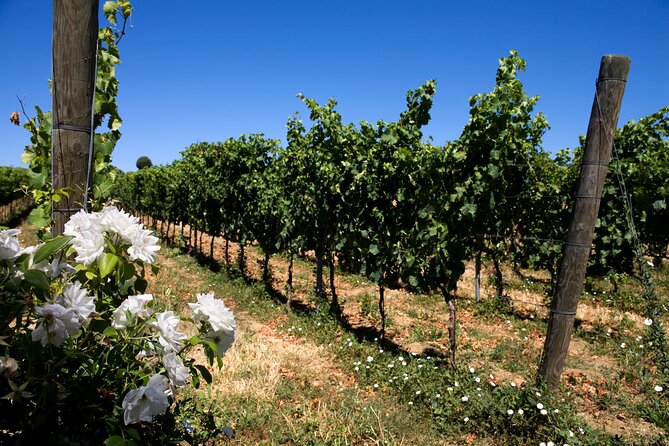 DRINK&FOOD: Private Vineyard and Winery Tour with Tasting - Bruschetta, cold cuts, cheese, and dark chocolate