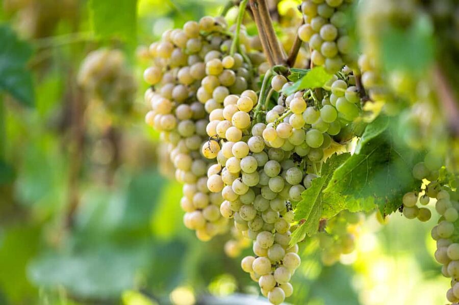 Durres Countryside Vineyards Wine Tasting & Food Pairing - What the guides add to the experience