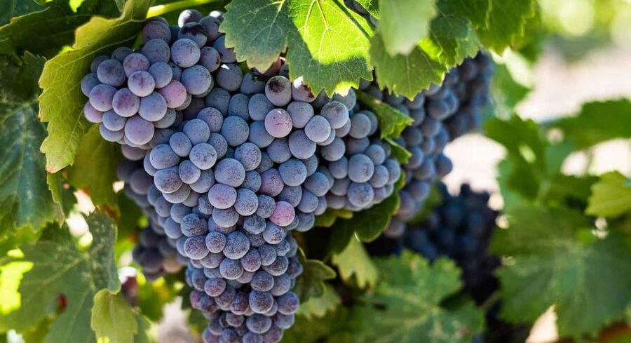 Durres Countryside Vineyards Wine Tasting & Food Pairing - Is $116 per person fair value?