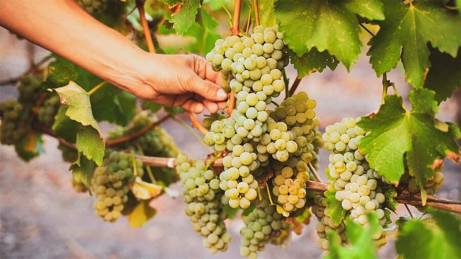 Durrës: Sunset Vineyard Tour with Wine Tasting - Leaving Durrës for the vineyards