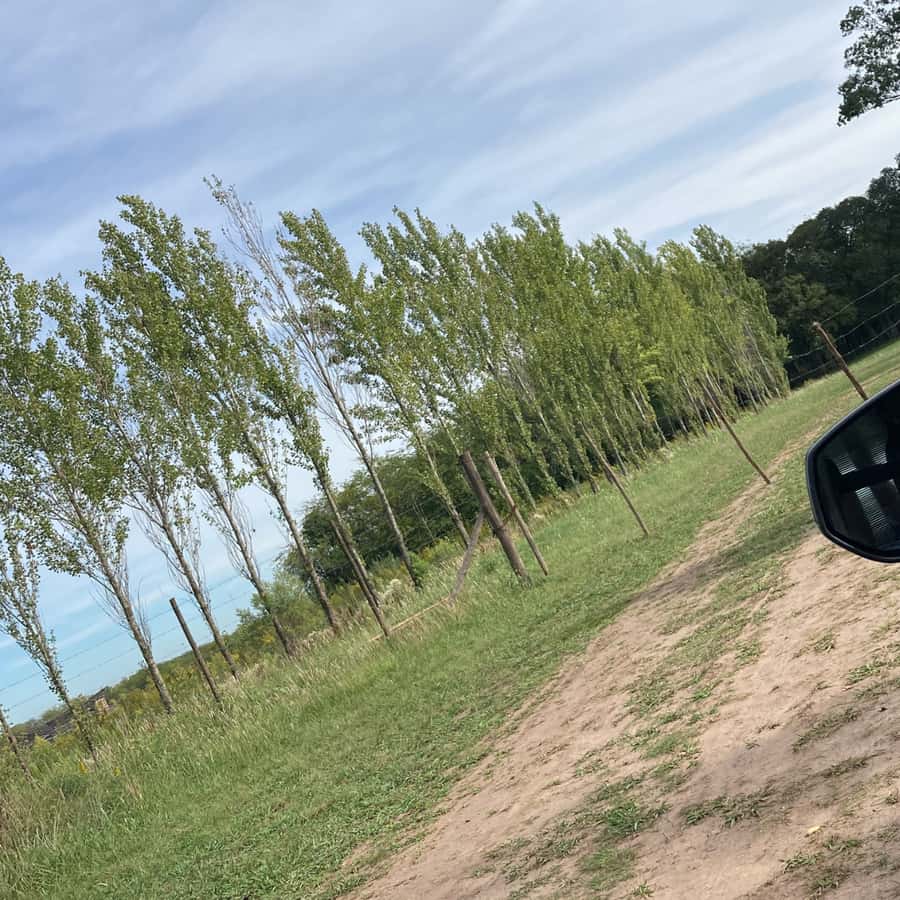 Enjoy a Rural Experience in a Vineyard near Buenos Aires - What the $264 price really covers