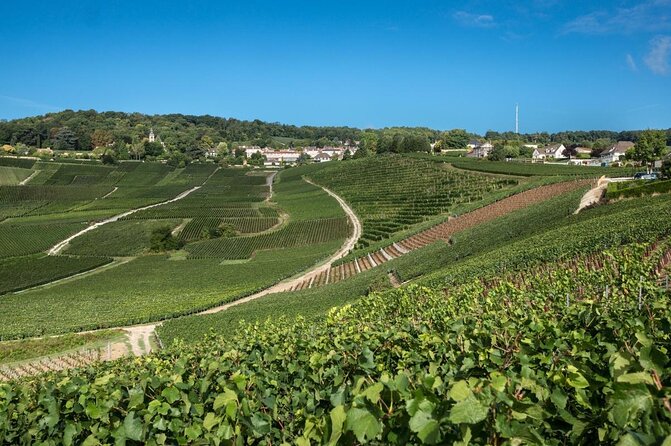 Epernay and Vineyards with Champagne Tasting - Key points before you book