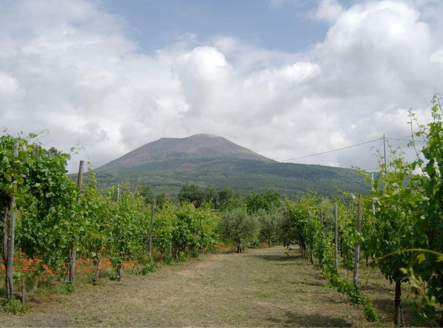 Ercolano vineyards, view cellar wine tasting and brunch - Tasting Lacryma Christi Bianco and Rosso