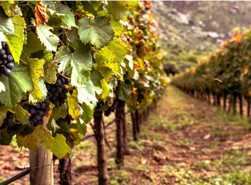 Ercolano vineyards, view cellar wine tasting and brunch - Bruschetta, vegetables, and olive specialties