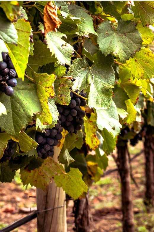 Ercolano vineyards, view cellar wine tasting and brunch - Casatiello and the final sparkling wine