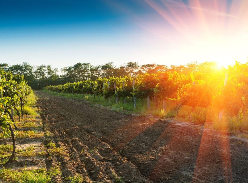 Ercolano vineyards, view cellar wine tasting and brunch - Practical planning for the vineyard visit