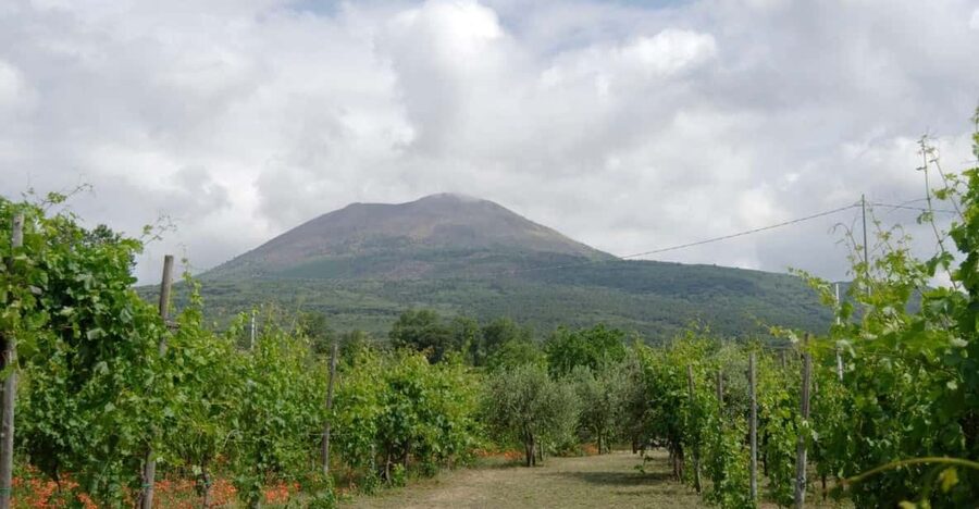 Ercolano vineyards, view cellar wine tasting and brunch - Should you book this Ercolano wine tasting?