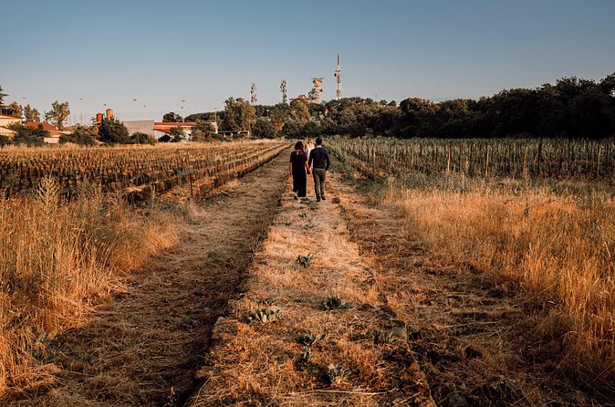Etna Urban Winery - Sunset vineyard Walk and Tasting Dinner - Group size, timing, and practical comfort