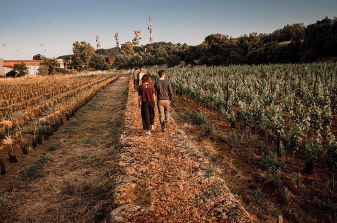 Etna Urban Winery - Tasting with Street Food Platter and vineyard - Should you book Etna Urban Winery?