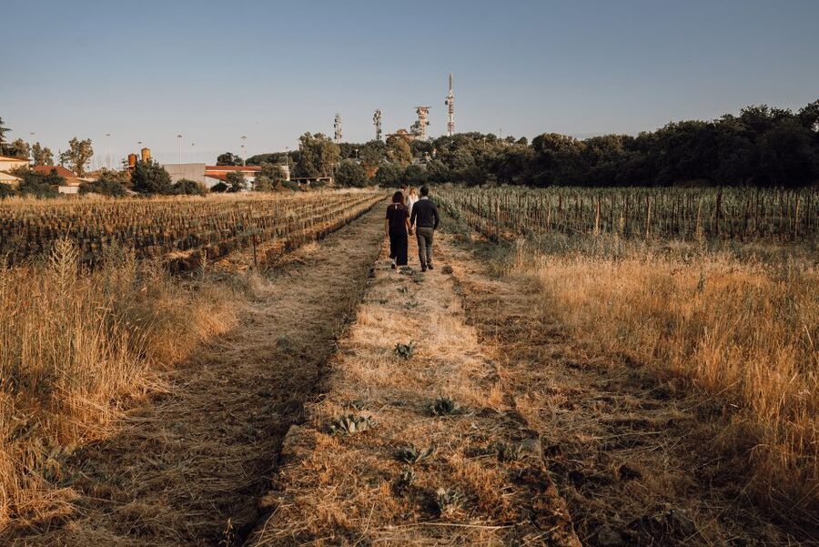 Etna Urban Winery, Vineyard Walk & Sunset Tasting Dinner - Why This Winery Visit Feels Different