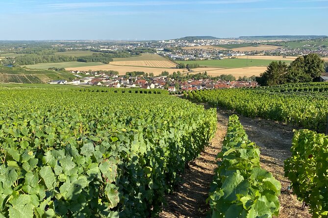 Exclusive Champagne Cellars & Dom Perignon Vineyards tour - Timing, transport, and seasonal notes