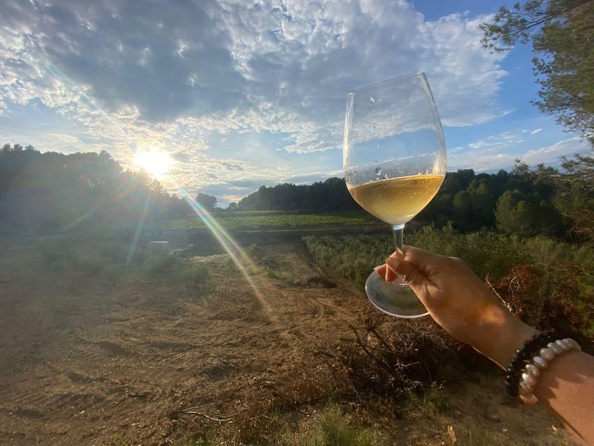 Exclusive Penedes wine tour & brunch in the vineyard - Key points to know before booking