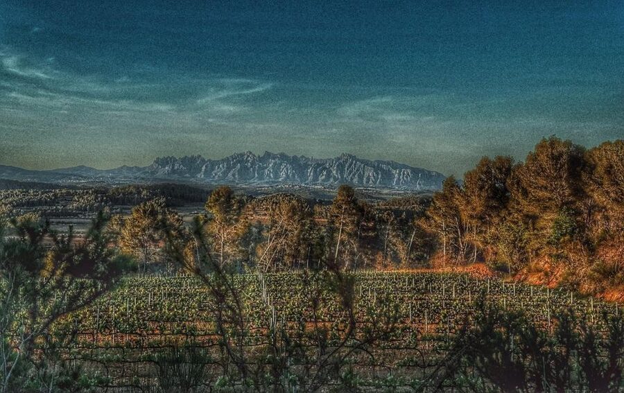 Exclusive Penedes wine tour & brunch in the vineyard - Why this Penedes tour feels different