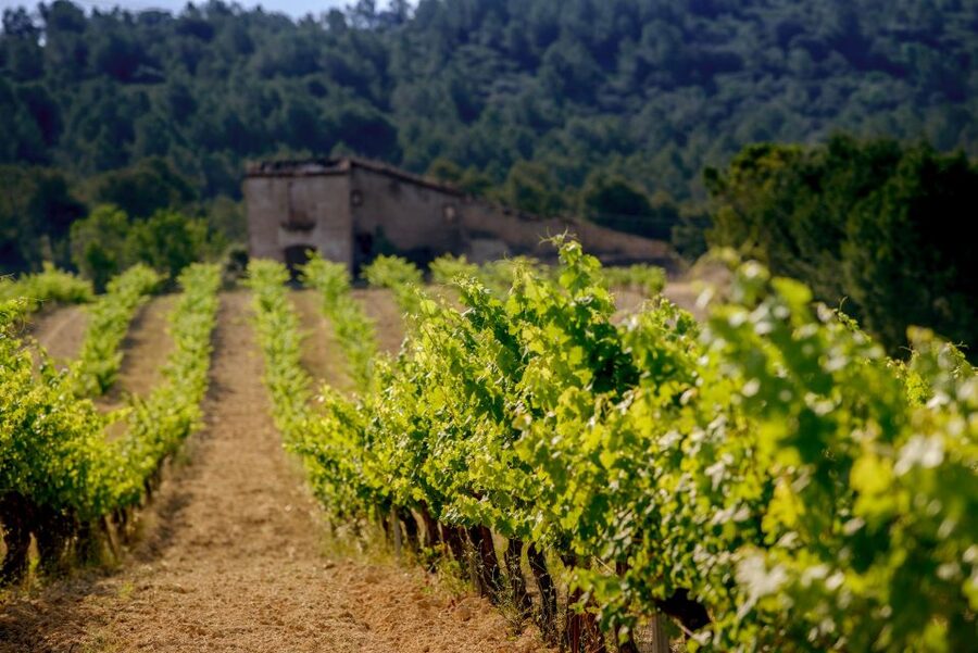 Exclusive Penedes wine tour & brunch in the vineyard - Is the $227 price fair?
